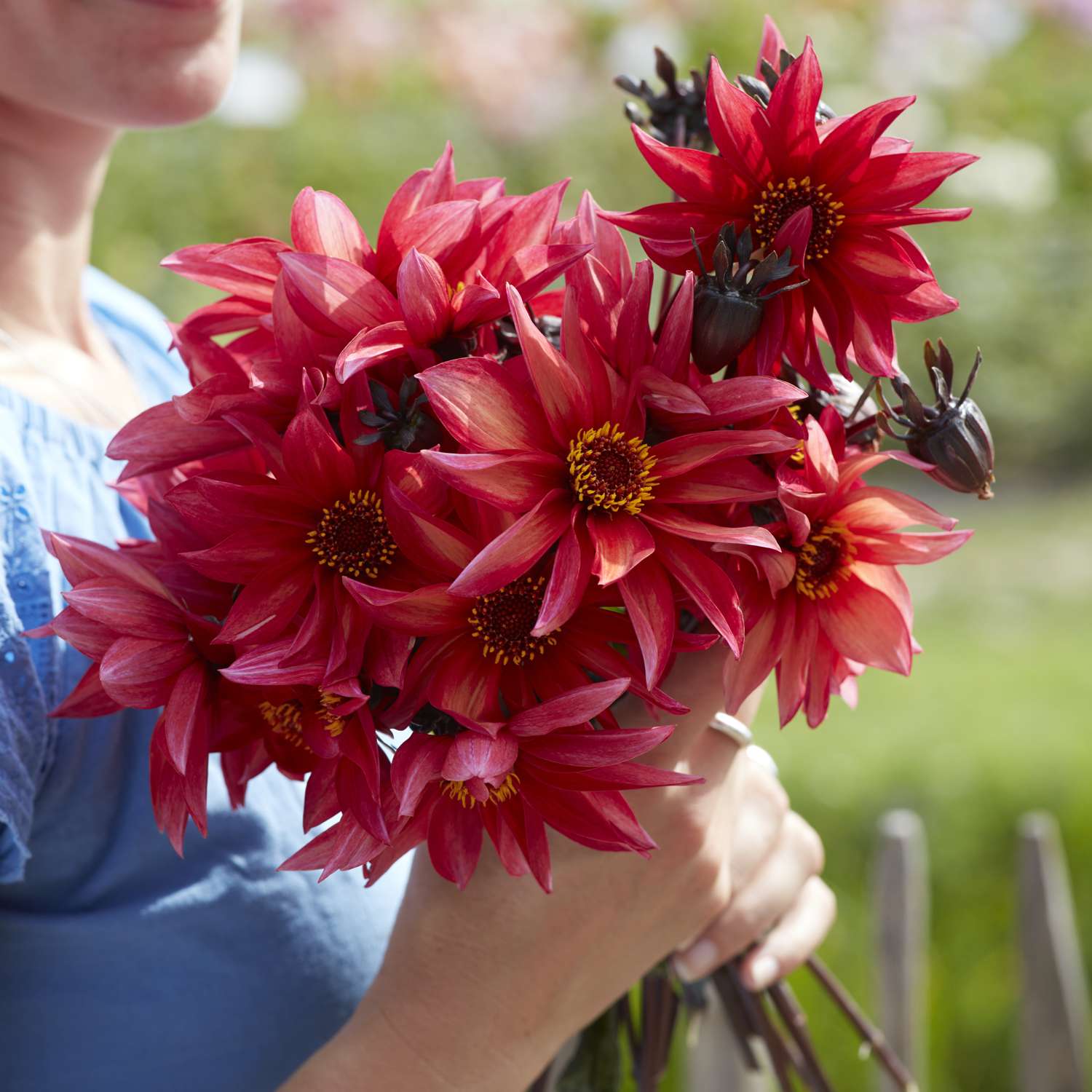 Dahlie 'Waltzing Mathilda'
